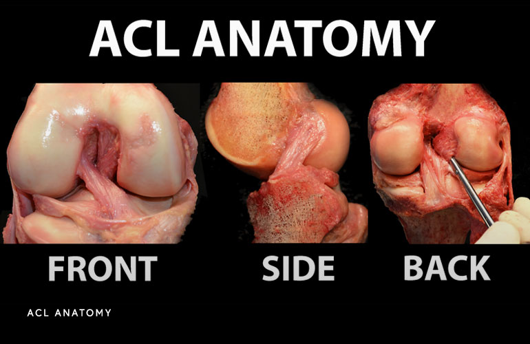 ACL Anatomy