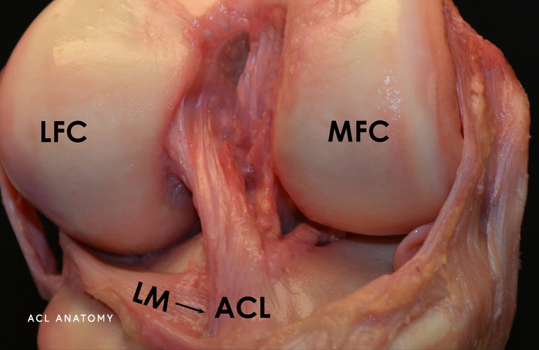 ACL Anatomy