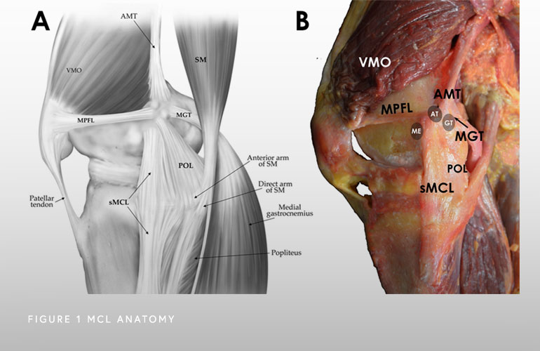 Acl Mcl Anatomy