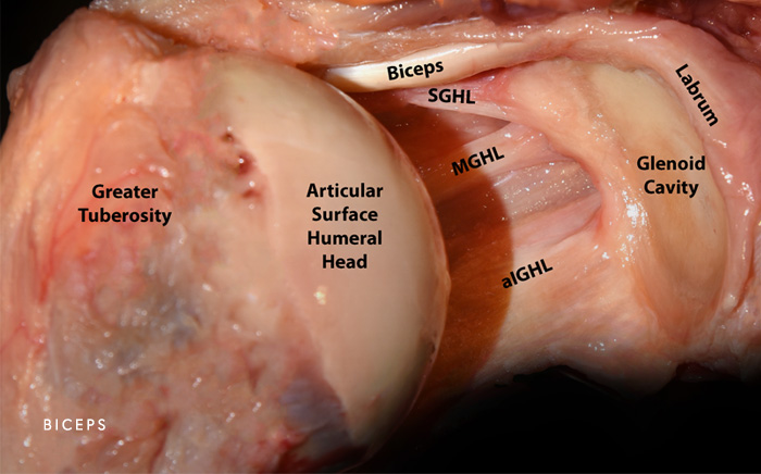 Photo of Biceps