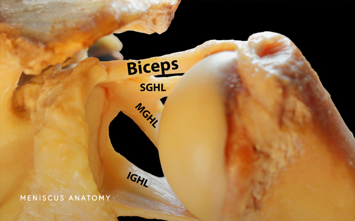 Meniscus Anatomy Photo