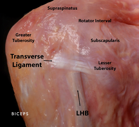 Shoulder and clearance bicep pain