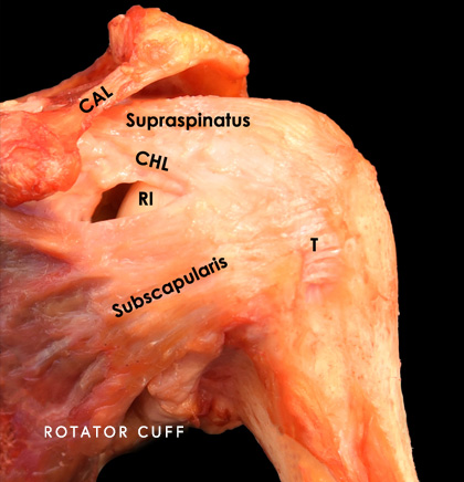 Rotator Cuff Anatomy Cadaver