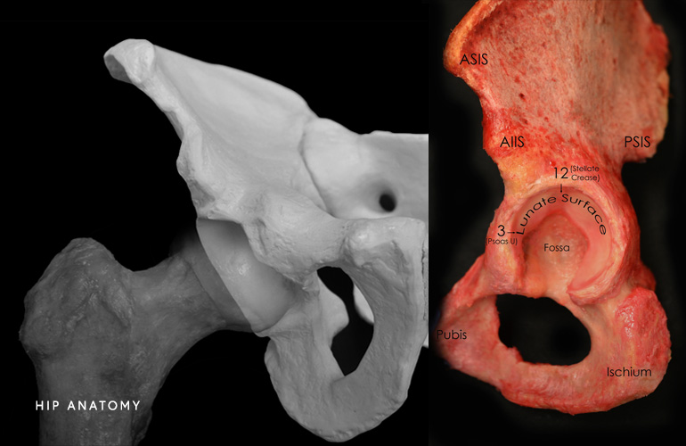 Photo of Hip Anatomy