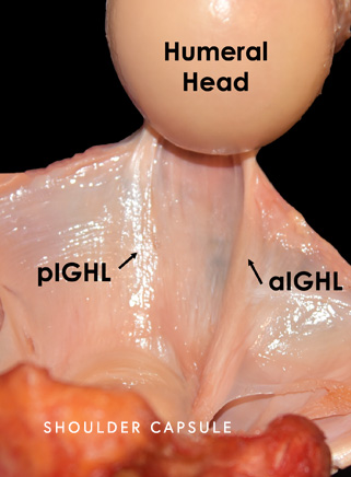 Shoulder Capsule Photo