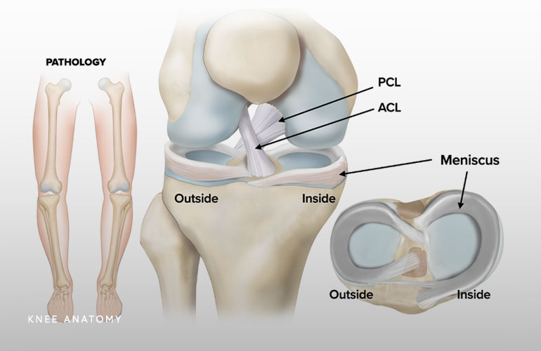 Knee Anatomy