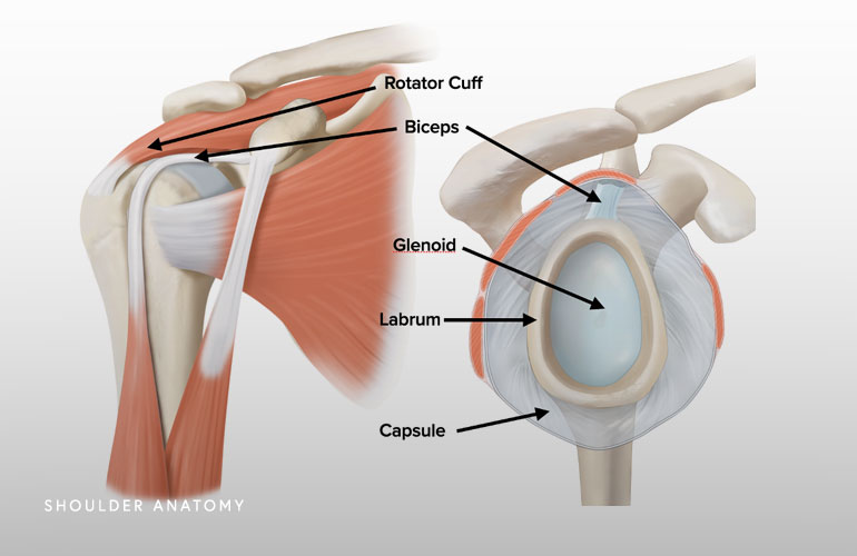 Shoulder Anatomy Illustration